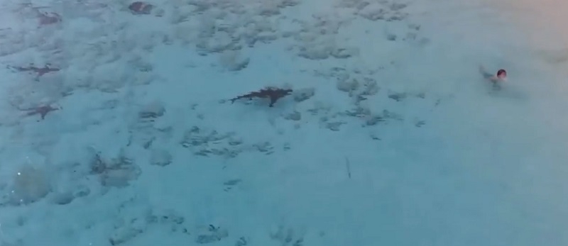 Se zambulló en las aguas cristalinas del Caribe sin percibir el peligro al acecho. Un drone lo salvó