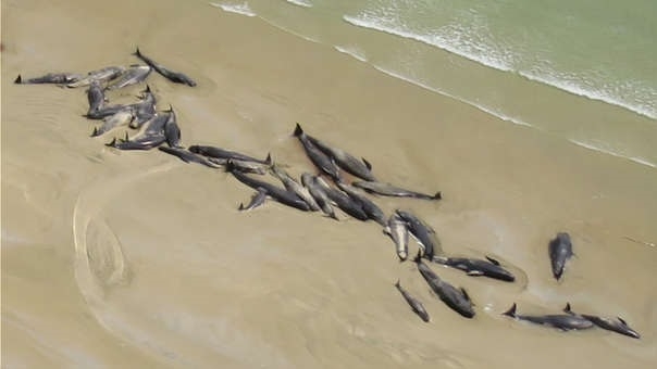 El caso de estas ballenas es similar al ocurrido a inicios de semana en Nueva Zelanda (referencial).