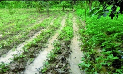 En el Distrito 7, zona Río Chico, el desborde del agua afectó los sembradíos.
