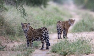 Jaguares. Foto: Prensa YPFB