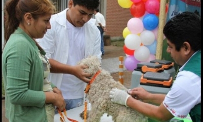 Vacunar a la mascota es la única forma de prevenir el mal de rabia