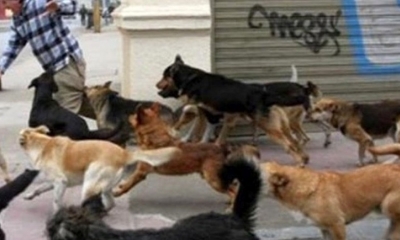 IMAGEN REFERENCIAL/Foto. RRSS