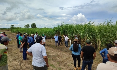 El Instituto Nacional de Innovación Agropecuaria y Forestal (Iniaf), a través del Centro Nacional de la Caña de Azúcar (Cenaca).