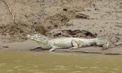 Un lagarto posa a orillas del río Sécure, que forma parte del Territorio Indígena y Parque Nacional Isiboro Sécure (Tipnis).