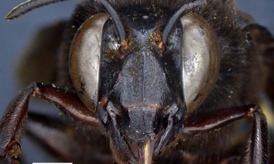 Fotografía sin fecha cedida por Inabio que muestra la abeja de las orquídeas (Eulaema meriana)