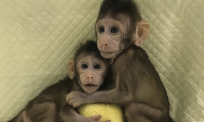 El macaco clonado Zhong Zhong en la Academia China de las Ciencias, Shanghái.