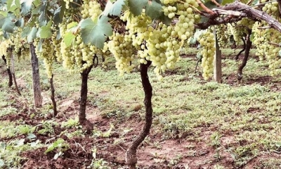  la producción de uvas en los últimos ocho años (2013-2021) tuvo un incremento 