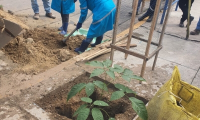 Trabajos de arborización en Cochabamba | Foto Cortesia  