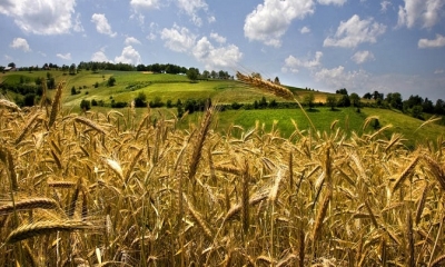 La producción triguera es deficitaria. Cada año Anapo organiza el Día del Trigo para fomentar su cultivo