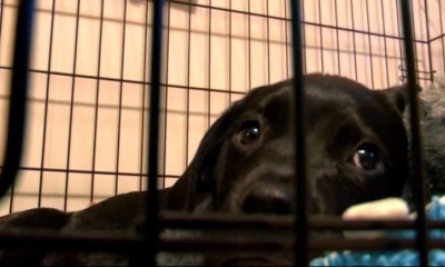 El perrito padecía de Parvovirus y debía ser operado de urgencia por peligro de muerte fatal.