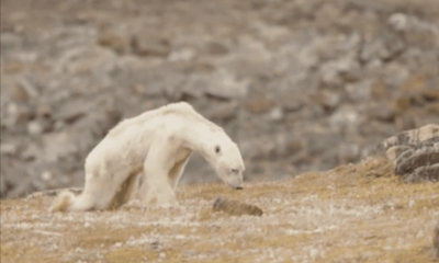 Un fotógrafo de National Geographic captó al animal enflaquecido y hambriento en el norte de Canadá