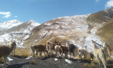 El incendio de la Chiquitania boliviana afectará el manto blanco de glaciares