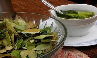La hoja de coca
