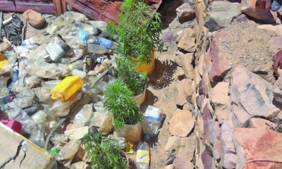 Así encontraron a la plantas de marihuana/Foto. RRSS