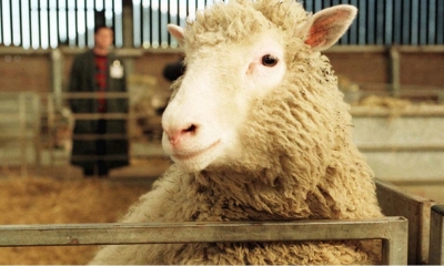 Los científicos analizan el esqueleto del animal para determinar las causas de su prematura muerte.