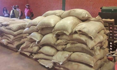 El municipio de Padcaya está siendo duramente azotado por la sequía