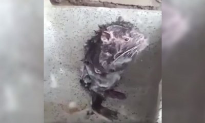 El video ha sido reproducido en redes sociales más de 30 millones de veces en menos de 24 horas. 