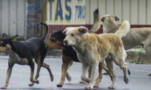 Imagen referencial/Foto. RRSS