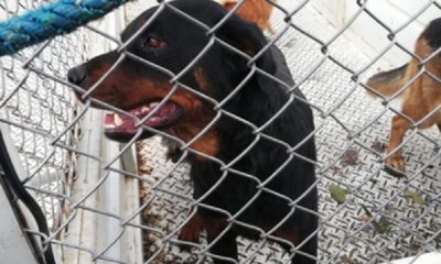 No se encontró un solo rastro de sangre en el perro/Foto. RRSS