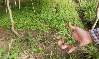 Plantines coca en Chirimayu Apolo/Foto. HQJ