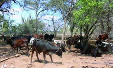 Más de 20.000 cabezas de ganado están en riesgo
