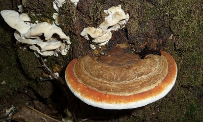Fomitopsis pinicola. Foto: Public Domain