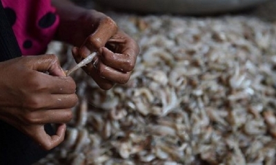 La presencia del virus en los paquetes de gambas no significa necesariamente que este alimento sea contagioso. | Fuente: AFP