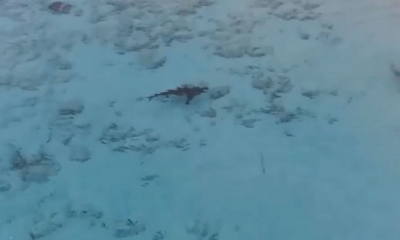 Se zambulló en las aguas cristalinas del Caribe sin percibir el peligro al acecho. Un drone lo salvó