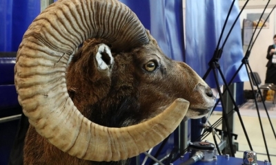 Donald Trump Jr. viajó a Mongolia a cazar carneros argali, una especie exótica del país asiático. (Foto ilustrativa)