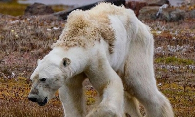 Un oso polar en estado de desnutrición.