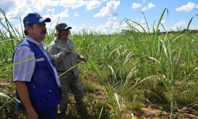 Inicialmente tenemos 10 hectáreas, se ve la posibilidad de ampliar 10 hectáreas más, para ser los primeros semilleros de la zona