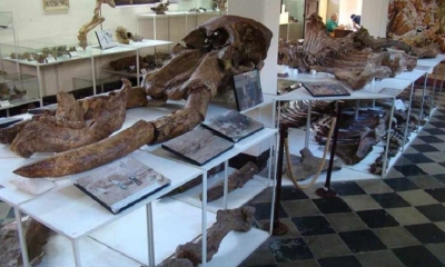 El museo paleontológico de Tarija, ubicado en pleno centro de la ciudad, alberga a una importante cantidad de fósiles y objetos arqueológico