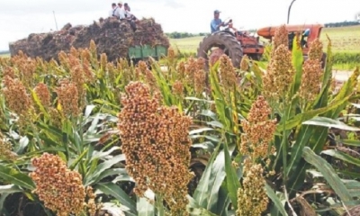 La frontera agrícola pasó de 238.000 a 376.500 hectáreas y la producción de 311.296 a 921.914 toneladas de granos