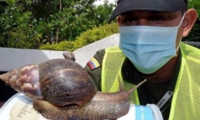 Los caracoles son peligrosos para la salud/Foto. RRSS
