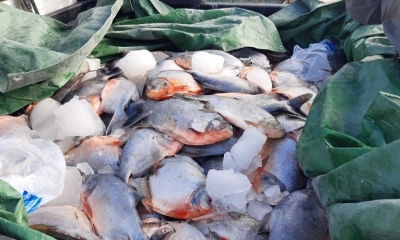 Pescados que fueron donados en dos comunidades de Sacaba. (NELSON COLQUE)