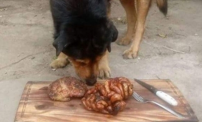 Rocko, disfrutó de su regalo de 15. Foto: Crónica