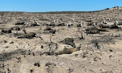 Como consecuencia de los incendios, lamentablemente hubo mortandad de animales.