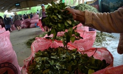 Venta en el mercado de coca en Sacaba
