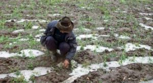 La afectación fue por las lluvias torrenciales, granizadas, heladas y sequía