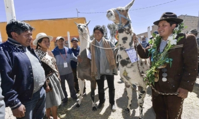 El presidente Evo Morales destacó la participación de especialistas y productores de diversos países en el VIII Congreso Mundial sobre Camélidos.