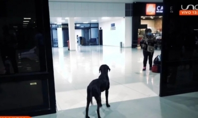 Hachiko boliviano espera a su amo en Viru Viru hace 4 meses