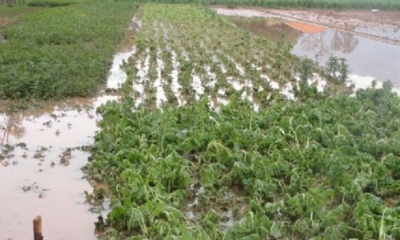 El temporal, que dejó varias regiones con millonarias pérdidas en cuanto a su producción/Foto. RRSS