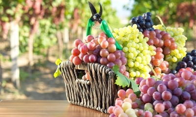 Comercialización e Uvas 