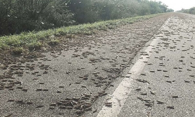Las langostas son un problema serio que se expandirá por todo el Chaco”