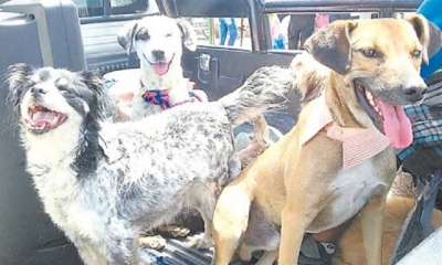 Los perros murieron por falta de agua y comida/Foto. RRSS