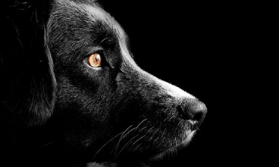 El cerebro de los perros puede detectar el habla y mostrar diferentes patrones de actividad. 