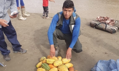 80% de la producción de cacao a nivel nacional se produce en el norte del departamento de La Paz.