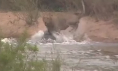 El joven león se salvó de la muerte/Foto. Captura de pantalla