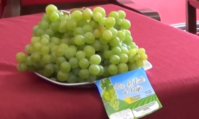 La uva, fruto caracteristico de Tarija