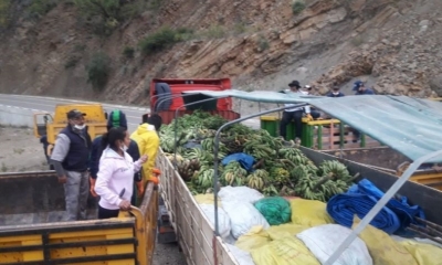 La entrega de frutas en el municipio de Tomina. GENTILEZA